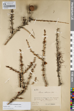 LE 01067403