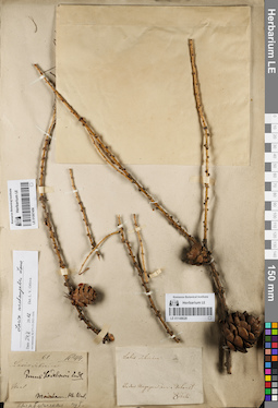 LE 01148026