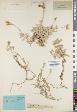 LE 01042984