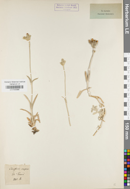 LE 01042985