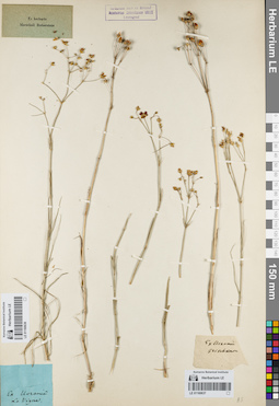 LE 01160637
