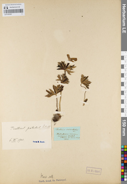 LE 01161031