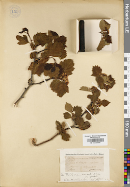 LE 01020586
