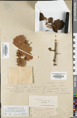 LE 01020654