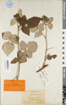 LE 01037177
