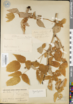 LE 01037183