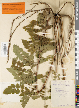 LE 01037185