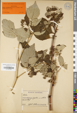 LE 01037186