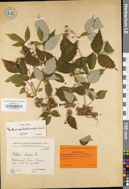 LE 01037189