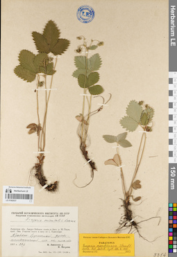 LE 01082037