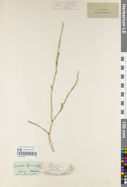 LE 01161542