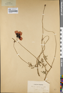 LE 01161197
