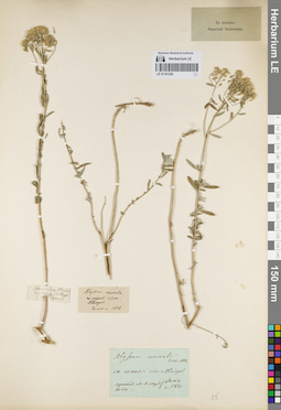 LE 01161236