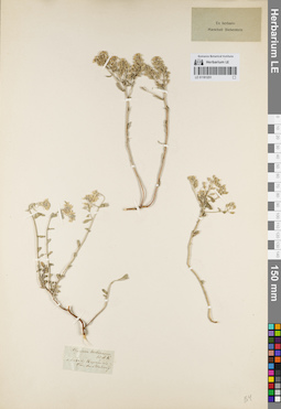 LE 01161251