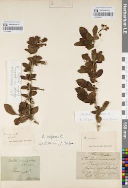 LE 01180417