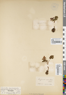 LE 01180429