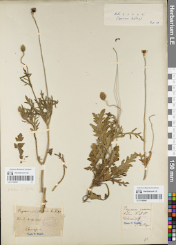 LE 01180447