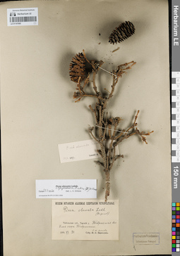 LE 01147685