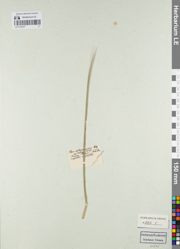 LE 01155147