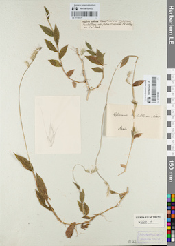LE 01155180