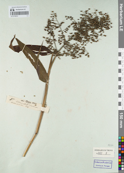 LE 01155214