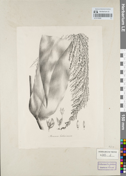 LE 01155226