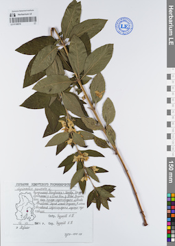 LE 01108519