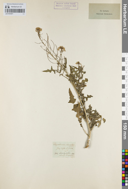 LE 01161071