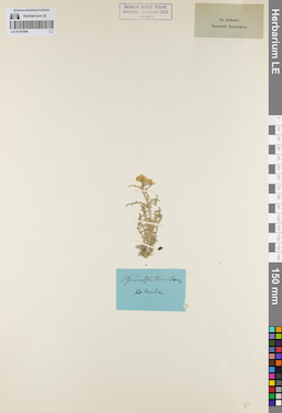 LE 01161094