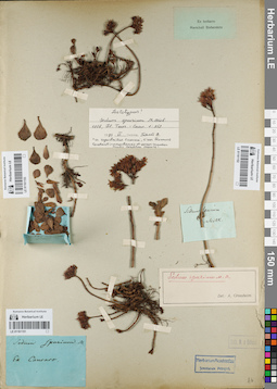 LE 01161151