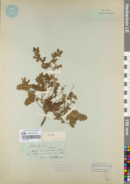 LE 01072381