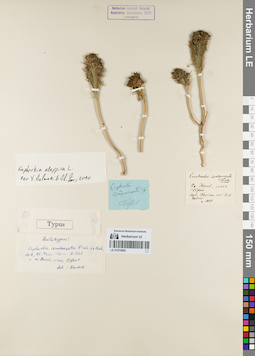 LE 01070990