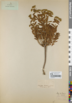 LE 01071017