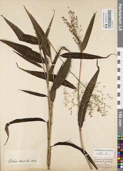 LE 01155304