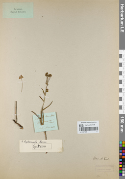 LE 01071025