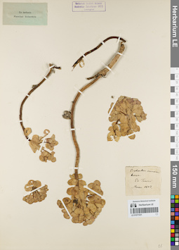 LE 01071031