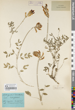 LE 01161665