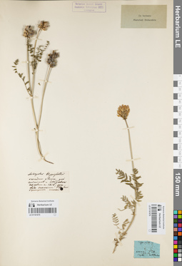 LE 01161675