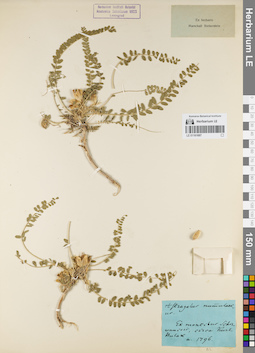 LE 01161687