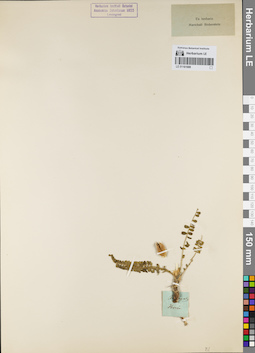 LE 01161688