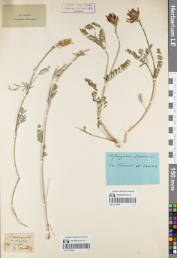 LE 01161690