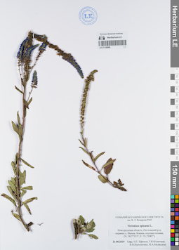 LE 01120096