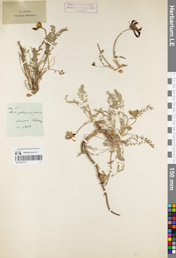 LE 01161711