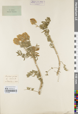 LE 01161888