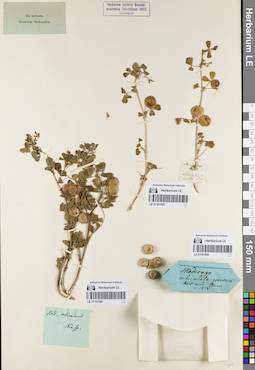 LE 01161954