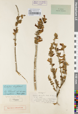 LE 01161975