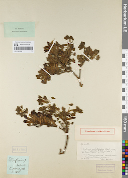 LE 01161976