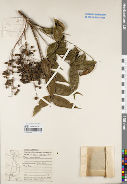 LE 01077742