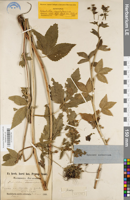 LE 01035739