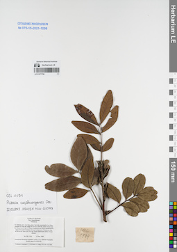 LE 01077798